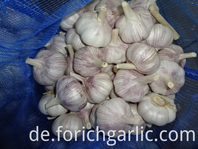 Normal White Garlic Best Quality